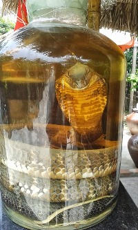 Snake wine