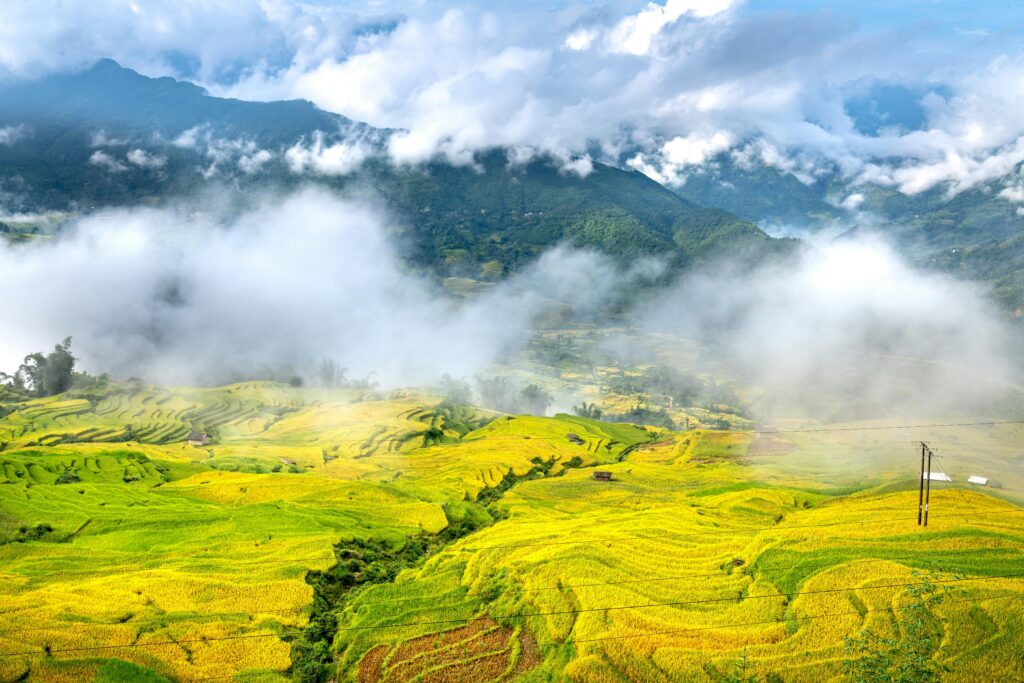 Fog Over Green Rice Terraces in the North of Vietnam