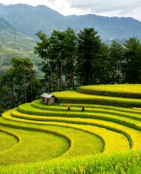 Scenic Rice Terraces in Lush Green Valley