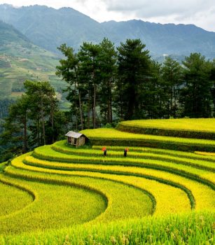 Scenic Rice Terraces in Lush Green Valley