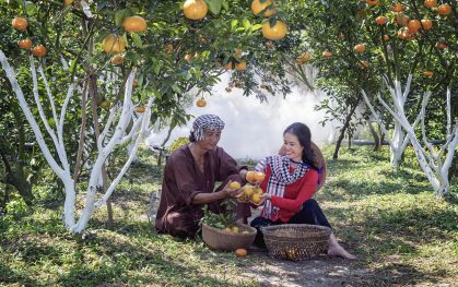 Harvesting tangerines orchard